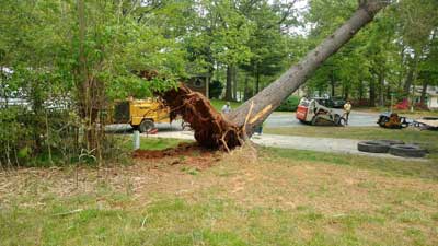 Tree Removal, Lake Norman, NC | Top Notch Tree Service