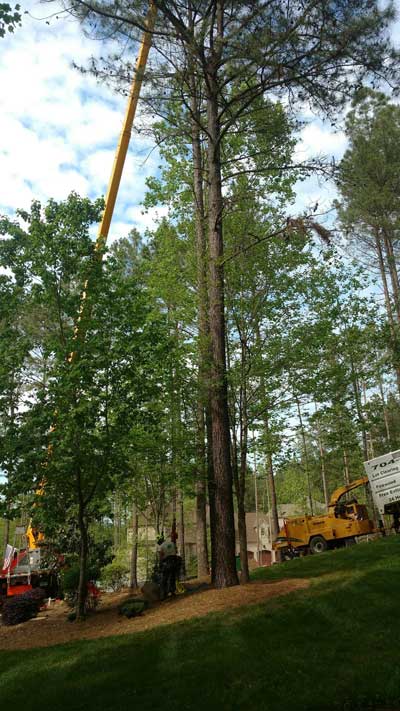 Tree Services in Mooresville, North Carolina