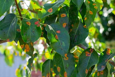 Signs of Tree Diseases That Indicate You Need Tree Removal | Top Notch ...