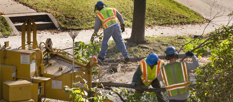 Tree Care, Lake Norman, NC | Top Notch Tree Service