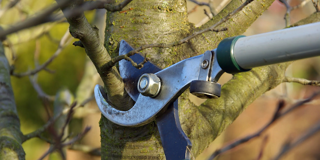 Fall Tree Care, Lake Norman, NC | Top Notch Tree Service
