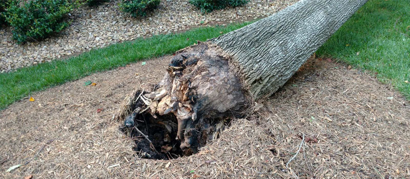 Tree Diseases, Lake Norman, NC | Top Notch Tree Service