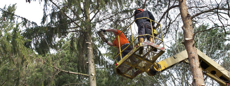 Tree Trimming, Lake Norman, NC |Top Notch Tree Service