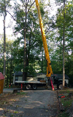 Tree Care Tips in Mooresville, North Carolina