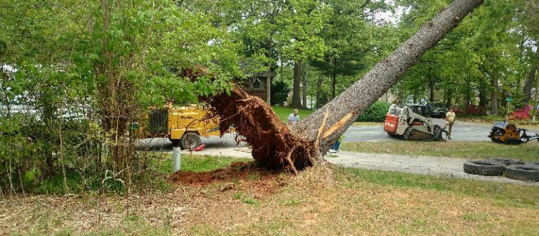 Tree Removal, Denver, NC Top Notch Tree Service