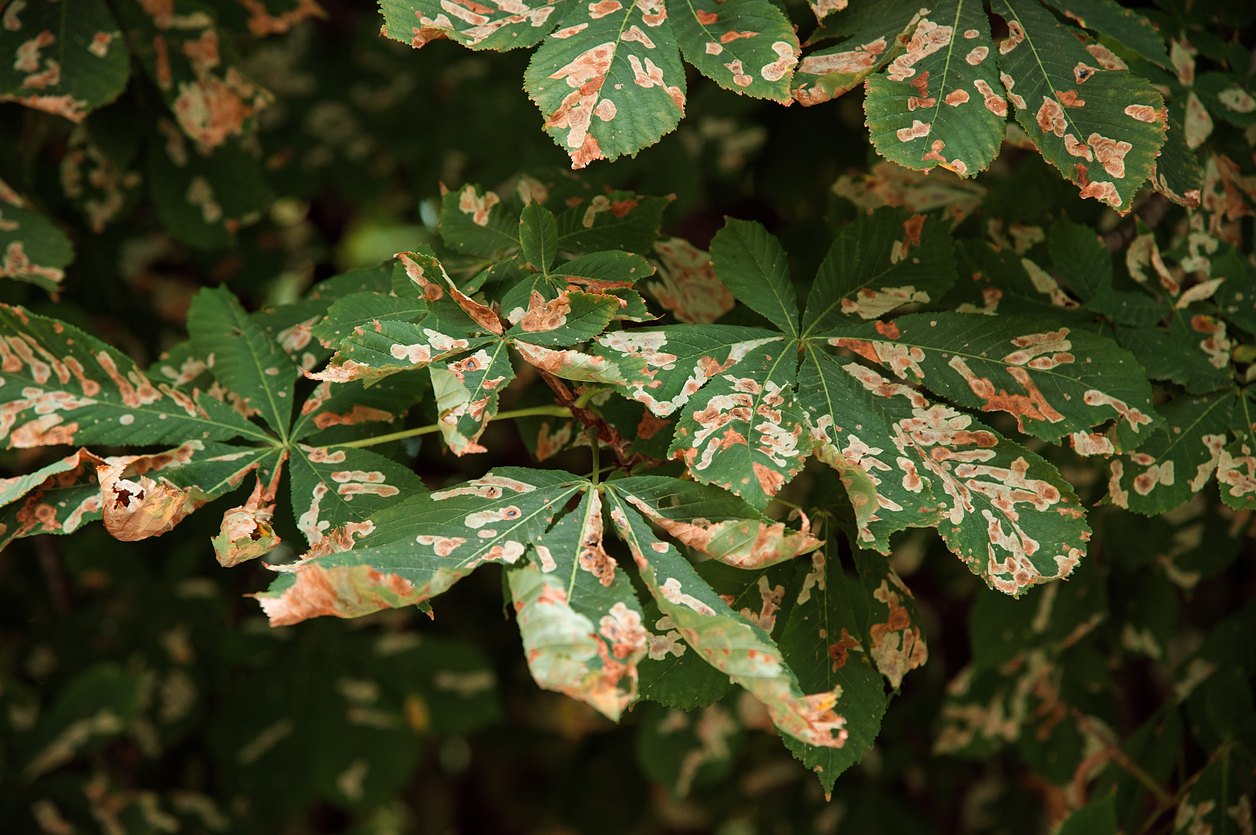 How To Identify Common Tree Diseases Top Notch Tree Service 6504