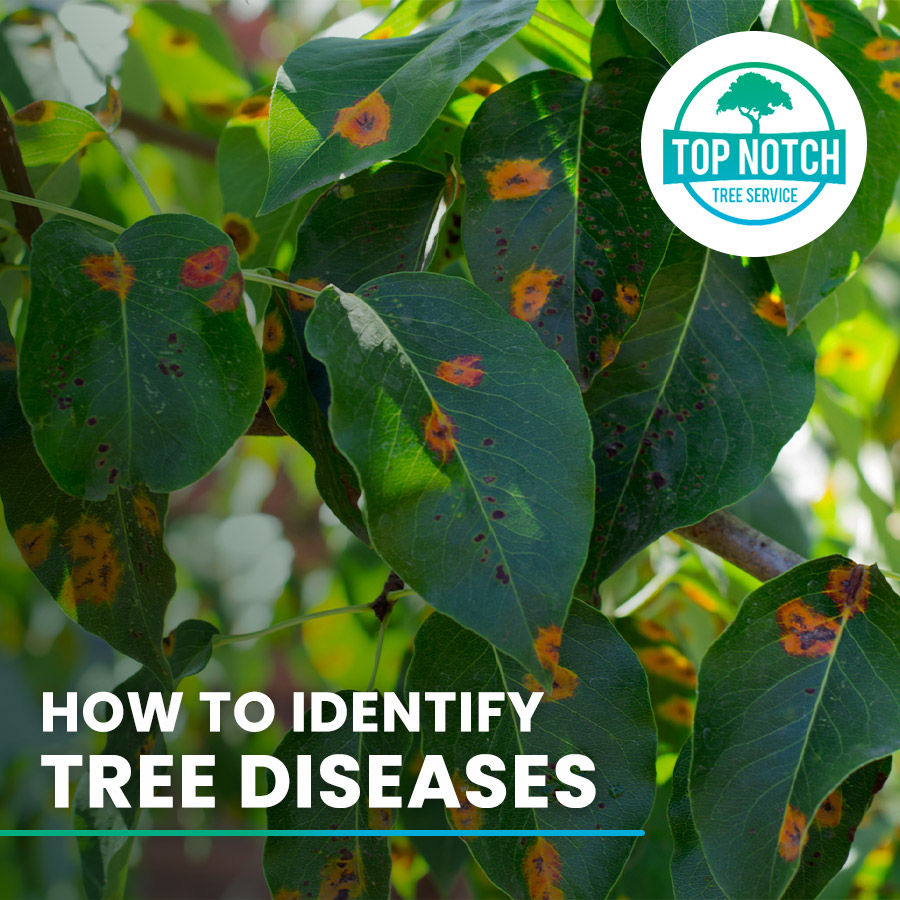 How to Identify Common Tree Diseases Top Notch Tree Service