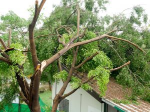important part of storm damage tree care