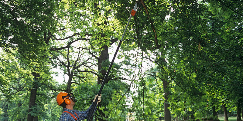 we are the right company to call for local tree services
