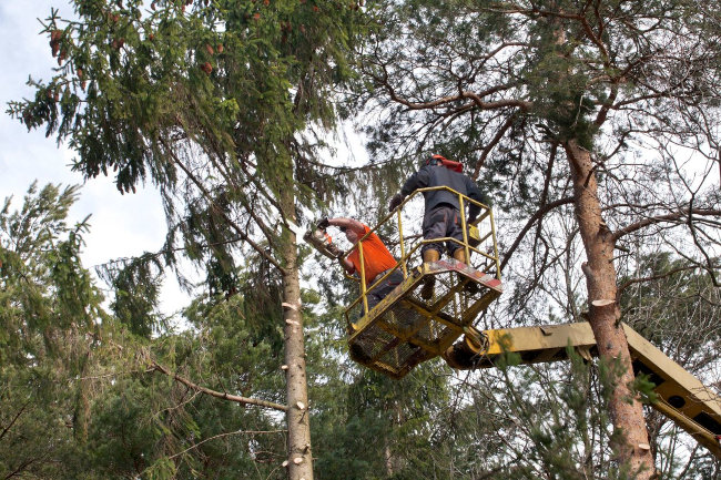 Tree Trimming, Huntersville, NC | Top Notch Tree Service