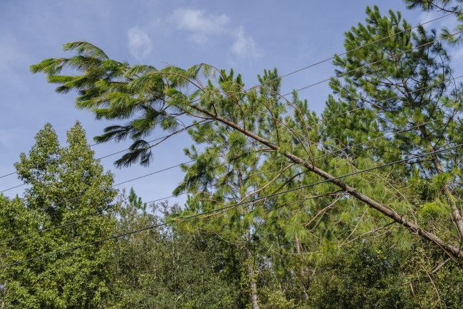 How Can Tree Trimming Help With Storm Damage Control?