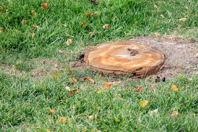 4 Reasons to Consider Tree Stump Grinding | Top Notch Tree Service