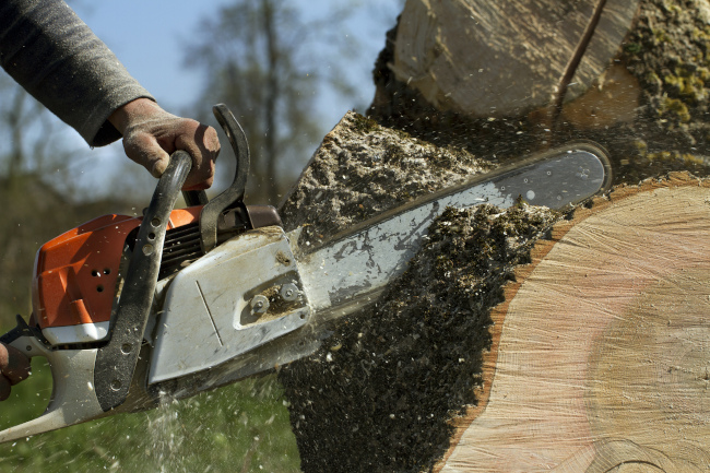 Three Signs You’re Due for Tree Removal Services | Top Notch Tree Service
