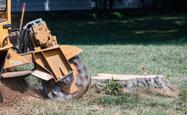 How Tree Stump Grinding Protects Your Yard | Top Notch Tree Service