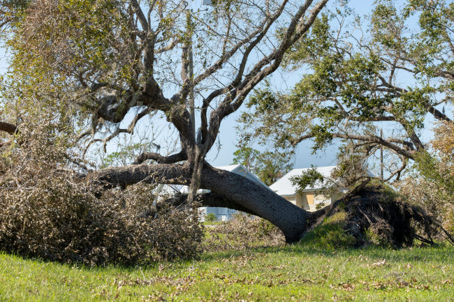 Top Signs You Need a Tree Removal Company | Top Notch Tree Service
